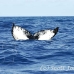 whale_humpback_h_00102_dom2138.jpg